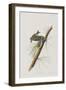 Illustration from 'Birds of America', 1827-38-John James Audubon-Framed Giclee Print