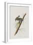 Illustration from 'Birds of America', 1827-38-John James Audubon-Framed Giclee Print