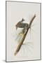 Illustration from 'Birds of America', 1827-38-John James Audubon-Mounted Giclee Print