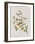 Illustration from 'Birds of America', 1827-38-John James Audubon-Framed Giclee Print