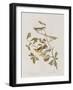 Illustration from 'Birds of America', 1827-38-John James Audubon-Framed Giclee Print