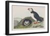 Illustration from 'Birds of America', 1827-38-John James Audubon-Framed Giclee Print