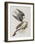 Illustration from 'Birds of America', 1827-38-John James Audubon-Framed Giclee Print