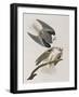 Illustration from 'Birds of America', 1827-38-John James Audubon-Framed Giclee Print