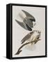 Illustration from 'Birds of America', 1827-38-John James Audubon-Framed Stretched Canvas