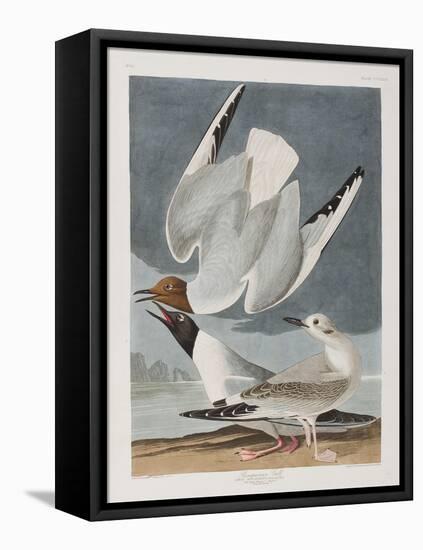 Illustration from 'Birds of America', 1827-38-John James Audubon-Framed Stretched Canvas