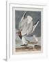 Illustration from 'Birds of America', 1827-38-John James Audubon-Framed Giclee Print