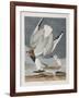 Illustration from 'Birds of America', 1827-38-John James Audubon-Framed Giclee Print