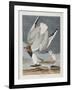 Illustration from 'Birds of America', 1827-38-John James Audubon-Framed Giclee Print