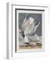 Illustration from 'Birds of America', 1827-38-John James Audubon-Framed Giclee Print