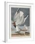 Illustration from 'Birds of America', 1827-38-John James Audubon-Framed Giclee Print