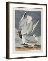 Illustration from 'Birds of America', 1827-38-John James Audubon-Framed Giclee Print