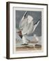 Illustration from 'Birds of America', 1827-38-John James Audubon-Framed Giclee Print