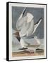 Illustration from 'Birds of America', 1827-38-John James Audubon-Framed Stretched Canvas