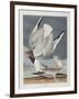 Illustration from 'Birds of America', 1827-38-John James Audubon-Framed Giclee Print