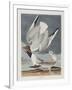 Illustration from 'Birds of America', 1827-38-John James Audubon-Framed Giclee Print