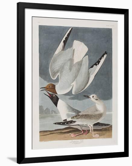 Illustration from 'Birds of America', 1827-38-John James Audubon-Framed Giclee Print