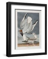 Illustration from 'Birds of America', 1827-38-John James Audubon-Framed Premium Giclee Print