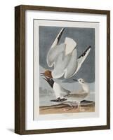 Illustration from 'Birds of America', 1827-38-John James Audubon-Framed Giclee Print