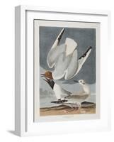 Illustration from 'Birds of America', 1827-38-John James Audubon-Framed Giclee Print