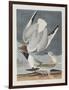 Illustration from 'Birds of America', 1827-38-John James Audubon-Framed Giclee Print