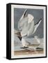 Illustration from 'Birds of America', 1827-38-John James Audubon-Framed Stretched Canvas