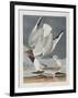 Illustration from 'Birds of America', 1827-38-John James Audubon-Framed Premium Giclee Print