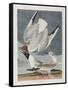 Illustration from 'Birds of America', 1827-38-John James Audubon-Framed Stretched Canvas