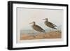 Illustration from 'Birds of America', 1827-38-John James Audubon-Framed Giclee Print