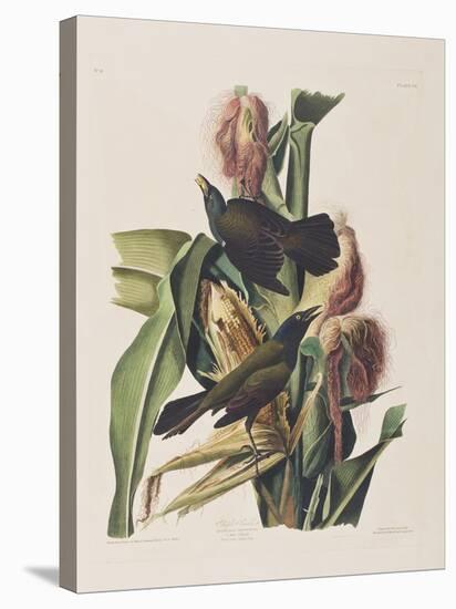 Illustration from 'Birds of America', 1827-38-John James Audubon-Stretched Canvas