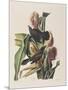 Illustration from 'Birds of America', 1827-38-John James Audubon-Mounted Giclee Print