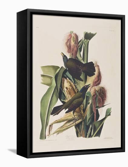 Illustration from 'Birds of America', 1827-38-John James Audubon-Framed Stretched Canvas