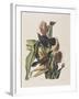 Illustration from 'Birds of America', 1827-38-John James Audubon-Framed Giclee Print