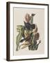 Illustration from 'Birds of America', 1827-38-John James Audubon-Framed Giclee Print