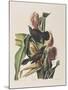 Illustration from 'Birds of America', 1827-38-John James Audubon-Mounted Giclee Print