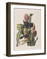 Illustration from 'Birds of America', 1827-38-John James Audubon-Framed Giclee Print