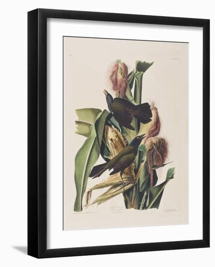 Illustration from 'Birds of America', 1827-38-John James Audubon-Framed Giclee Print