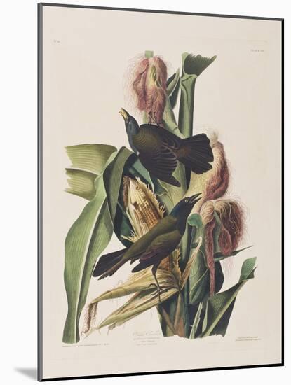 Illustration from 'Birds of America', 1827-38-John James Audubon-Mounted Giclee Print