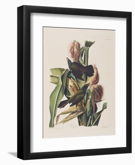 Illustration from 'Birds of America', 1827-38-John James Audubon-Framed Premium Giclee Print