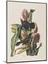 Illustration from 'Birds of America', 1827-38-John James Audubon-Mounted Premium Giclee Print