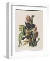 Illustration from 'Birds of America', 1827-38-John James Audubon-Framed Giclee Print