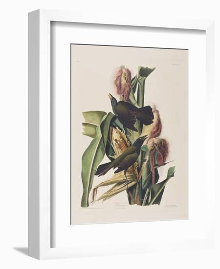 Illustration from 'Birds of America', 1827-38-John James Audubon-Framed Giclee Print