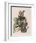 Illustration from 'Birds of America', 1827-38-John James Audubon-Framed Giclee Print