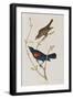 Illustration from 'Birds of America', 1827-38-John James Audubon-Framed Giclee Print