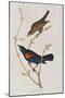 Illustration from 'Birds of America', 1827-38-John James Audubon-Mounted Giclee Print