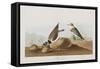 Illustration from 'Birds of America', 1827-38-John James Audubon-Framed Stretched Canvas