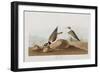 Illustration from 'Birds of America', 1827-38-John James Audubon-Framed Giclee Print