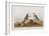 Illustration from 'Birds of America', 1827-38-John James Audubon-Framed Giclee Print