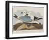 Illustration from 'Birds of America', 1827-38-John James Audubon-Framed Giclee Print