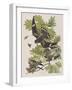 Illustration from 'Birds of America', 1827-38-John James Audubon-Framed Giclee Print